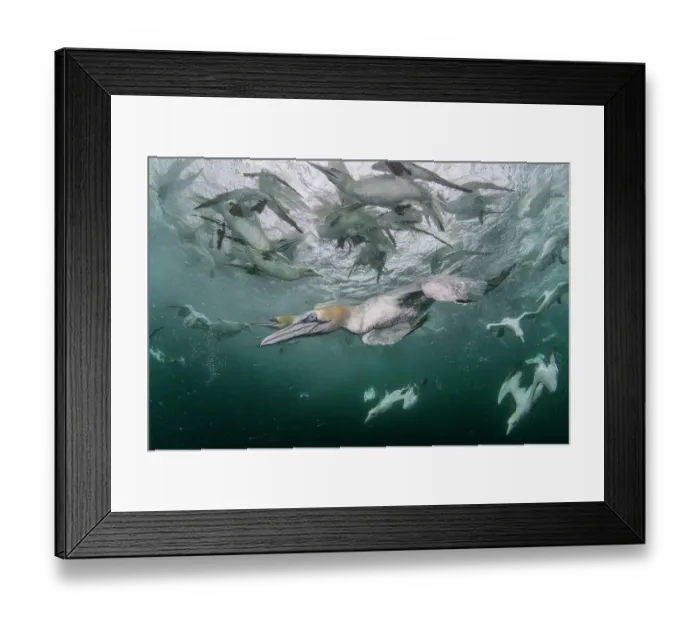 Framed Print : Northern gannets (Morus bassanus) diving underwater, Shetland, Scotland, UK, North Sea. August Framed Print : Northern gannets (Morus bassanus) diving underwater, Shetland, Scotland, UK, North Sea. August