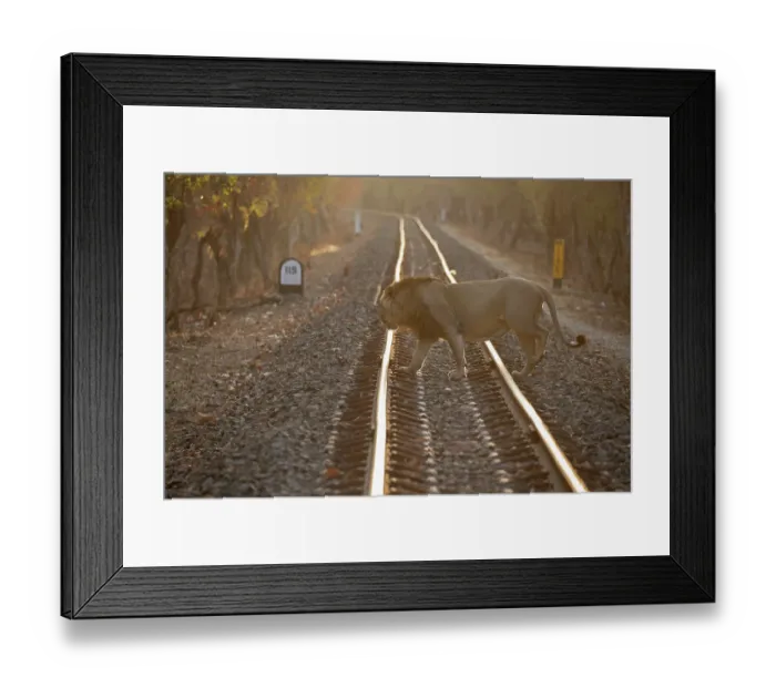 Framed Print : Asiatic lion (Panthera leo persica) crossing railway track at sunrise, Gir National Park, Gujarat, India. Endangered Framed Print : Asiatic lion (Panthera leo persica) crossing railway track at sunrise, Gir National Park, Gujarat, India. Endangered