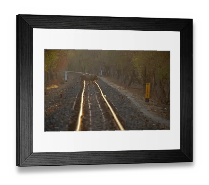 Framed Print : Asiatic lion (Panthera leo persica) crossing railway track at sunrise, Gir National Park, Gujarat, India. Endangered Framed Print : Asiatic lion (Panthera leo persica) crossing railway track at sunrise, Gir National Park, Gujarat, India. Endangered
