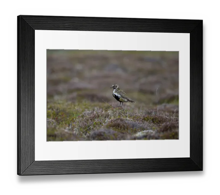 Framed Print : Golden plover (Pluvialis apricaria) perched on rock in tundra vegetation, Iceland. June Framed Print : Golden plover (Pluvialis apricaria) perched on rock in tundra vegetation, Iceland. June