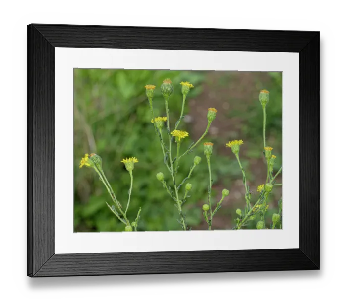 Framed Print : Sicilian fleabane (Pulicaria sicula) in flower, Sant Agostino, Lazio, Italy. October Framed Print : Sicilian fleabane (Pulicaria sicula) in flower, Sant Agostino, Lazio, Italy. October