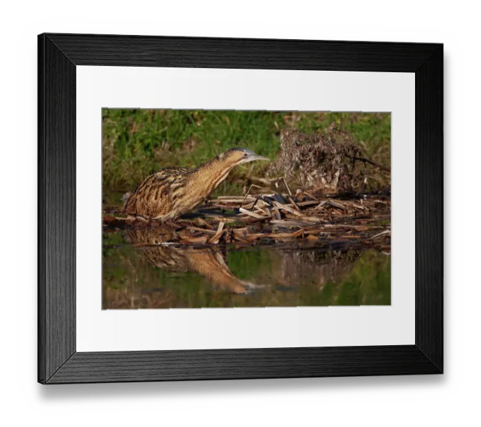 Framed Print : Bittern (Botaurus stellaris) resting on dead vegetation in water, Norfolk, England, UK. February