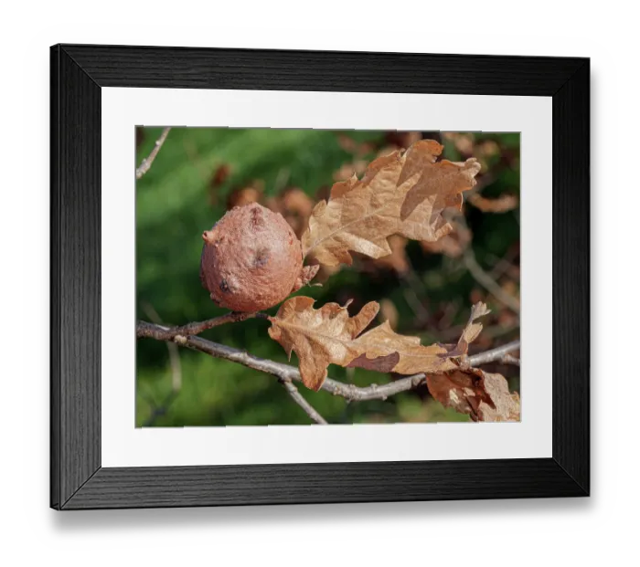 Framed Print : Oak gall on Oak (Quercus sp.) tree, Podere Montecucco, Orvieto, Umbria, Italy. January Framed Print : Oak gall on Oak (Quercus sp.) tree, Podere Montecucco, Orvieto, Umbria, Italy. January