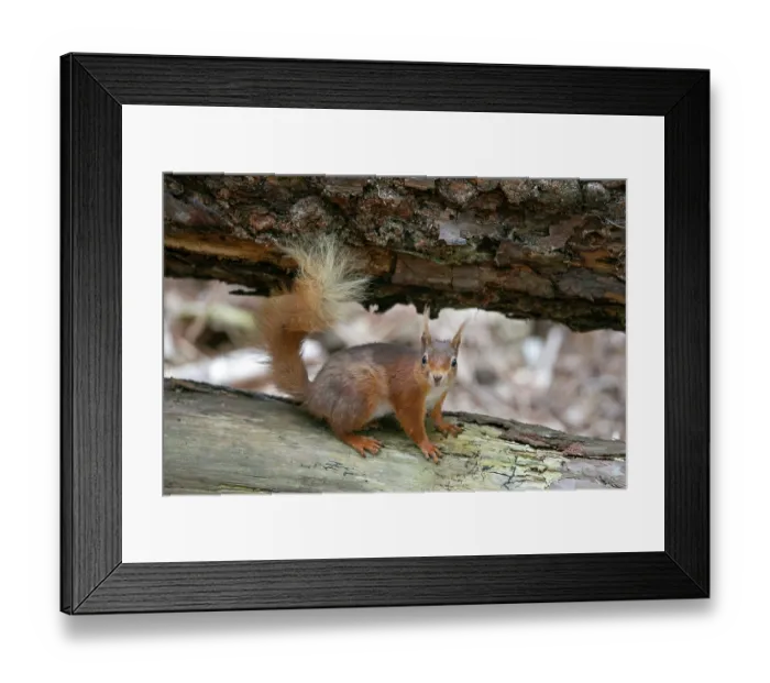 Framed Print : Red squirrel (Sciurus vulgaris) resting on a log, portrait, Dorset, England, UK. May Framed Print : Red squirrel (Sciurus vulgaris) resting on a log, portrait, Dorset, England, UK. May