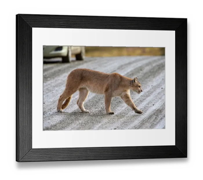 Framed Print : Puma (Puma concolor) crossing a road with a car in background, Torres del Paine National Park, Chile Framed Print : Puma (Puma concolor) crossing a road with a car in background, Torres del Paine National Park, Chile