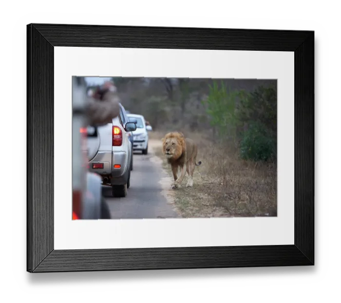 Framed Print : Lion (Panthera leo) male, walking along roadside with a queue of cars stopping to watch, Kruger National Park, South Africa Framed Print : Lion (Panthera leo) male, walking along roadside with a queue of cars stopping to watch, Kruger National Park, South Africa