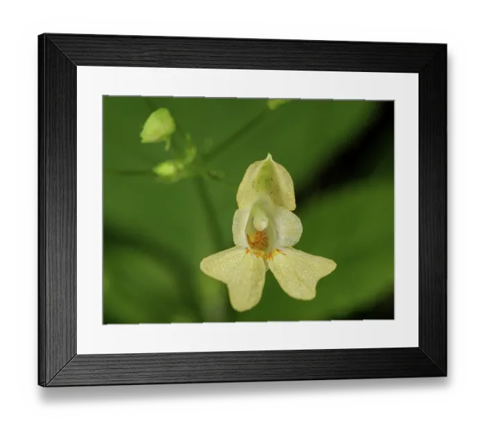 Framed Print : Small balsam (Impatiens parviflora) in flower, Rio Fuggio, Leonessa, Lazio, Italy. July Framed Print : Small balsam (Impatiens parviflora) in flower, Rio Fuggio, Leonessa, Lazio, Italy. July