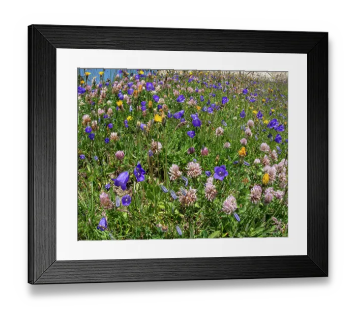 Framed Print : Mountainside meadow display of wildflowers with Scheuchzer's bellflower (Campanula scheuchzeri) Framed Print : Mountainside meadow display of wildflowers with Scheuchzer's bellflower (Campanula scheuchzeri)