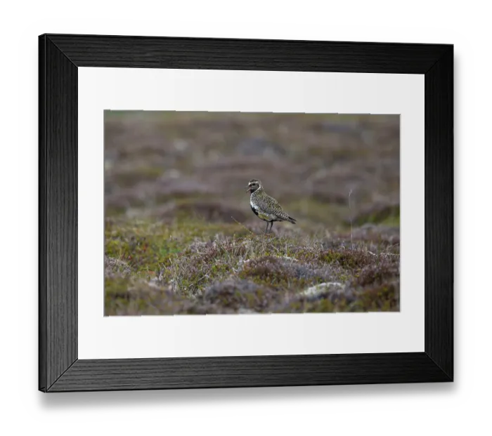 Framed Print : Golden plover (Pluvialis apricaria) perched on rock in tundra vegetation, Iceland. June Framed Print : Golden plover (Pluvialis apricaria) perched on rock in tundra vegetation, Iceland. June
