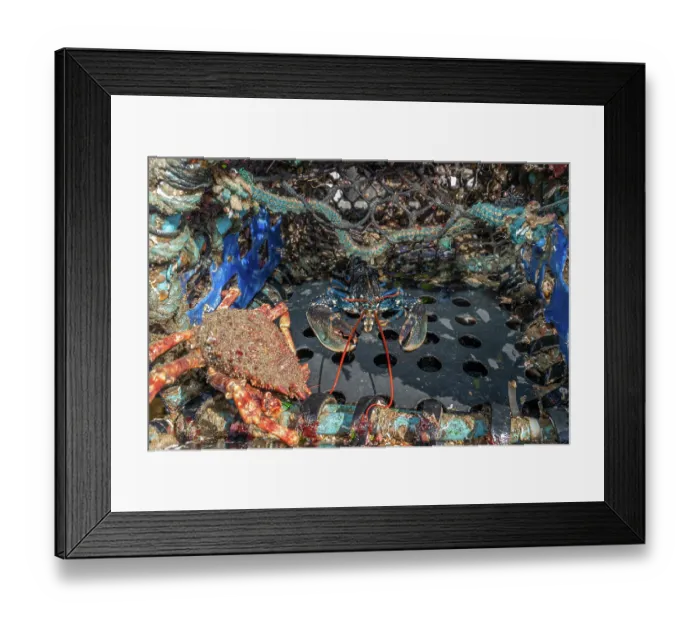 Framed Print : European lobster (Homarus gammarus) and Spider crab (Maja squinado) inside lobster pot, Falmouth, Cornwall, UK. March Framed Print : European lobster (Homarus gammarus) and Spider crab (Maja squinado) inside lobster pot, Falmouth, Cornwall, UK. March