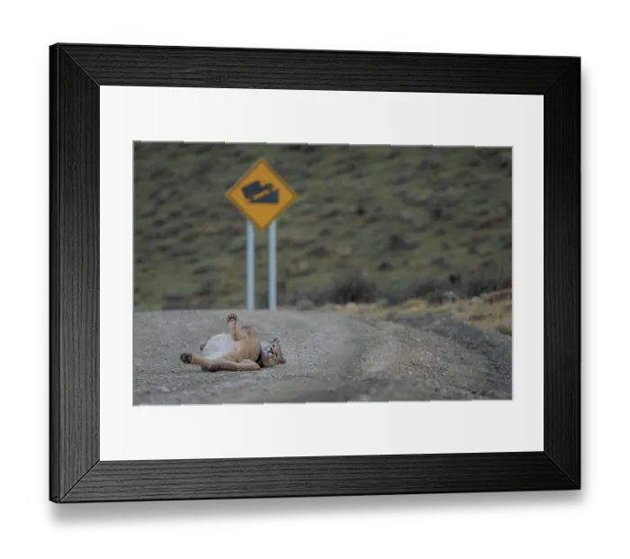Framed Print : Puma (Puma concolor) resting in the middle of a road, Torres del Paine, Patagonia, Chile Framed Print : Puma (Puma concolor) resting in the middle of a road, Torres del Paine, Patagonia, Chile
