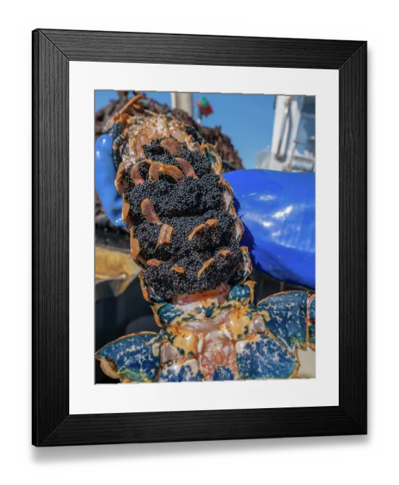 Framed Print : Fisherman on boat holding European lobster (Homarus gammarus) egg bearing female, that has been v-notched, before returning it to the wild, Falmouth Bay, Cornwall, UK. March, 2023 Framed Print : Fisherman on boat holding European lobster (Homarus gammarus) egg bearing female, that has been v-notched, before returning it to the wild, Falmouth Bay, Cornwall, UK. March, 2023