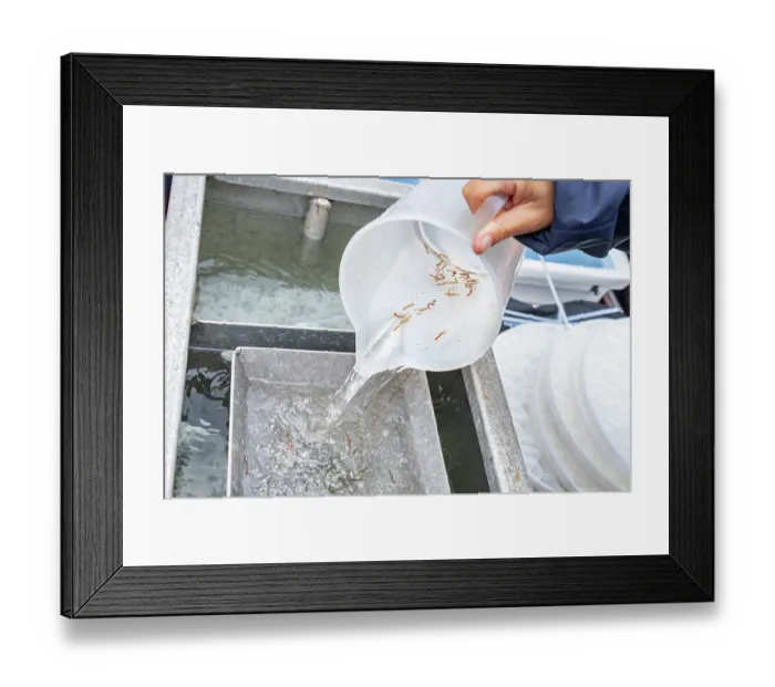 Framed Print : European lobster (Homarus gammarus) juveniles, being poured from a jug into the lobster flume. National Lobster Hatchery, Padstow, Cornwall, UK. July, 2023 Framed Print : European lobster (Homarus gammarus) juveniles, being poured from a jug into the lobster flume. National Lobster Hatchery, Padstow, Cornwall, UK. July, 2023
