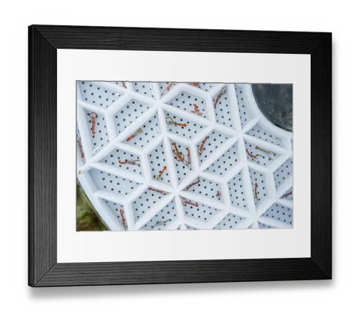Framed Print : European lobster (Homarus gammarus) juveniles, in their Aquahive containers, before release into the sea. Lobsters are separated like this to stop them from fighting Framed Print : European lobster (Homarus gammarus) juveniles, in their Aquahive containers, before release into the sea. Lobsters are separated like this to stop them from fighting