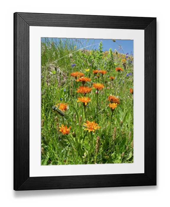 Framed Print : Golden crepis (Crepis aurea) in flower in mountainside meadow, Col du Galibier, Hautes-Alpes, France. July Framed Print : Golden crepis (Crepis aurea) in flower in mountainside meadow, Col du Galibier, Hautes-Alpes, France. July