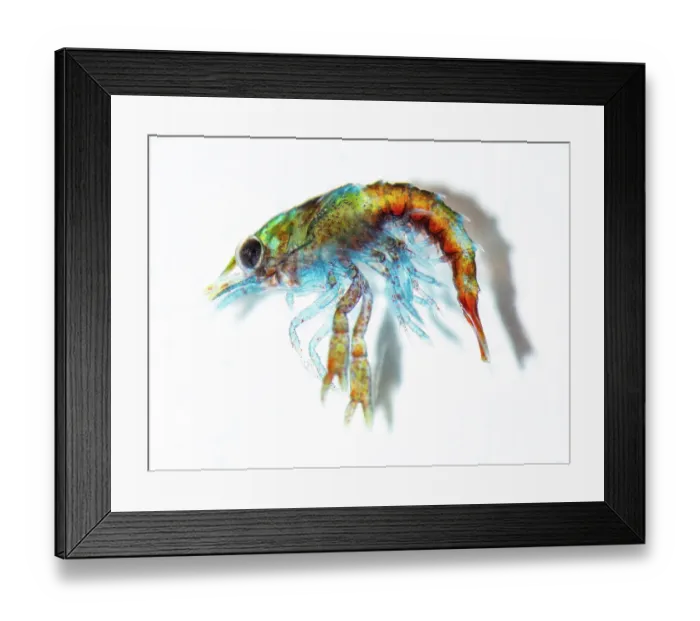 Framed Print : Stage 1 newly hatched planktonic European lobster (Homarus gammarus) portrait, National Lobster Hatchery, Padstow, Cornwall, UK. October, 2018 Framed Print : Stage 1 newly hatched planktonic European lobster (Homarus gammarus) portrait, National Lobster Hatchery, Padstow, Cornwall, UK. October, 2018