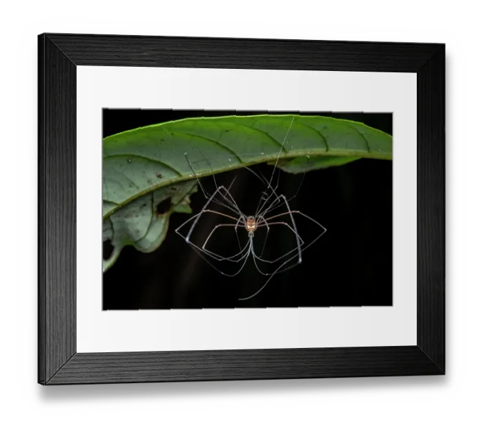Framed Print : Harvestman (Opiliones) hanging from leaf, moulting, Tinamaste, Costa Rica