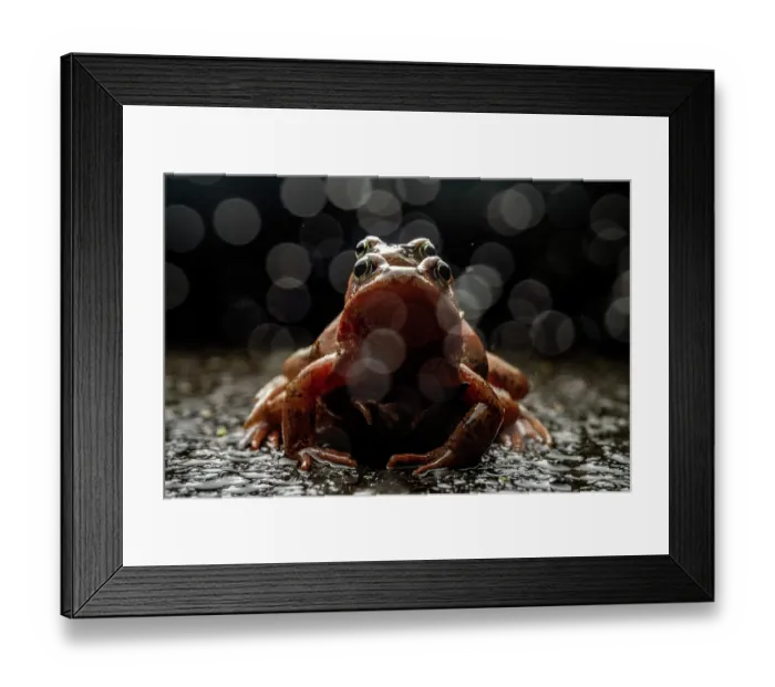 Framed Print : Common grassfrogs (Rana temporaria) pair in amplexus, Lucerne, Switzerland. March Framed Print : Common grassfrogs (Rana temporaria) pair in amplexus, Lucerne, Switzerland. March