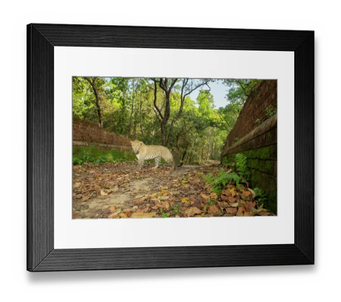 Framed Print : Indian leopard (Panthera pardus fusca) walking across a bridge over the Sharda canal system, one of the biggest and oldest irrigation systems of Uttar Pradesh