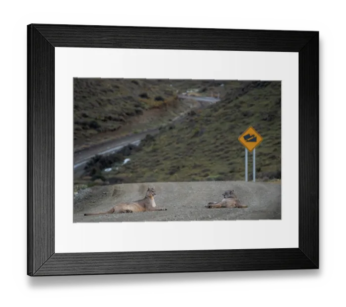 Framed Print : Pumas (Puma concolor) resting in the middle of a road, Torres del Paine, Patagonia, Chile Framed Print : Pumas (Puma concolor) resting in the middle of a road, Torres del Paine, Patagonia, Chile