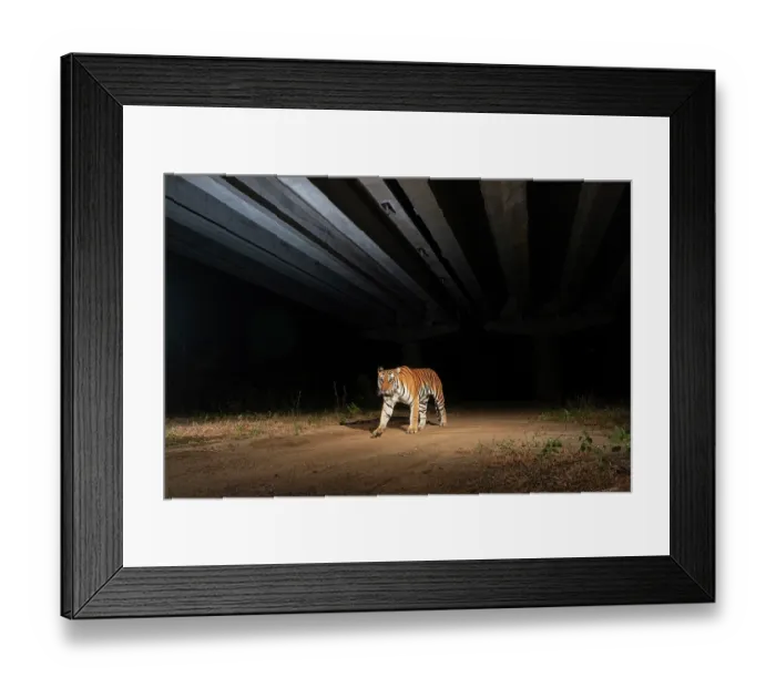 Framed Print : Bengal tiger (Panthera tigris) using the underpass of National Highway NH-44, the longest national highway in India, seen here passing through Pench Tiger Reserve, Madhya Pradesh Framed Print : Bengal tiger (Panthera tigris) using the underpass of National Highway NH-44, the longest national highway in India, seen here passing through Pench Tiger Reserve, Madhya Pradesh