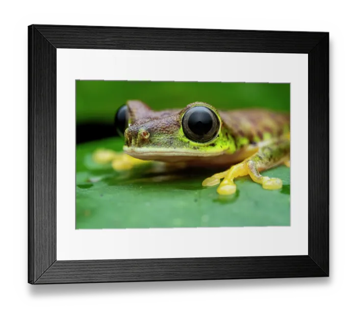 Framed Print : Lemur leaf frog (Agalychnis lemur) portrait, Limon, Costa Rica. Focus stacked image Framed Print : Lemur leaf frog (Agalychnis lemur) portrait, Limon, Costa Rica. Focus stacked image