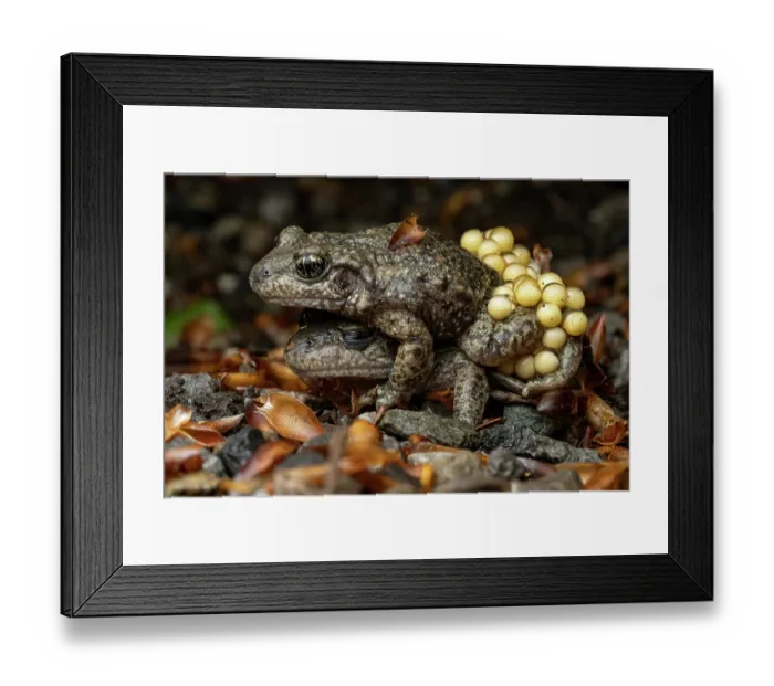 Framed Print : Midwife toads (Alytes obstetricans) pair, female transferring eggs to the male, Lucerne, Switzerland. April Framed Print : Midwife toads (Alytes obstetricans) pair, female transferring eggs to the male, Lucerne, Switzerland. April
