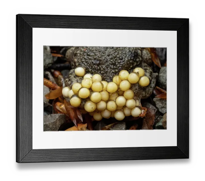 Framed Print : Midwife toads (Alytes obstetricans) pair, female transferring eggs to the male, Lucerne, Switzerland. April