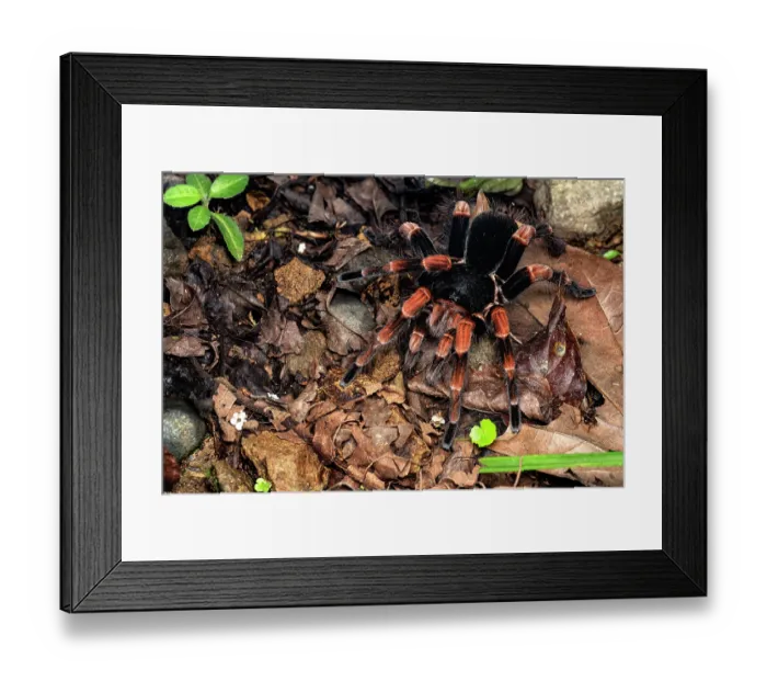 Framed Print : Costa Rican red leg tarantula (Megaphobema mesomelas) male, camouflaged in leaf litter, Cartago, Costa Rica Framed Print : Costa Rican red leg tarantula (Megaphobema mesomelas) male, camouflaged in leaf litter, Cartago, Costa Rica