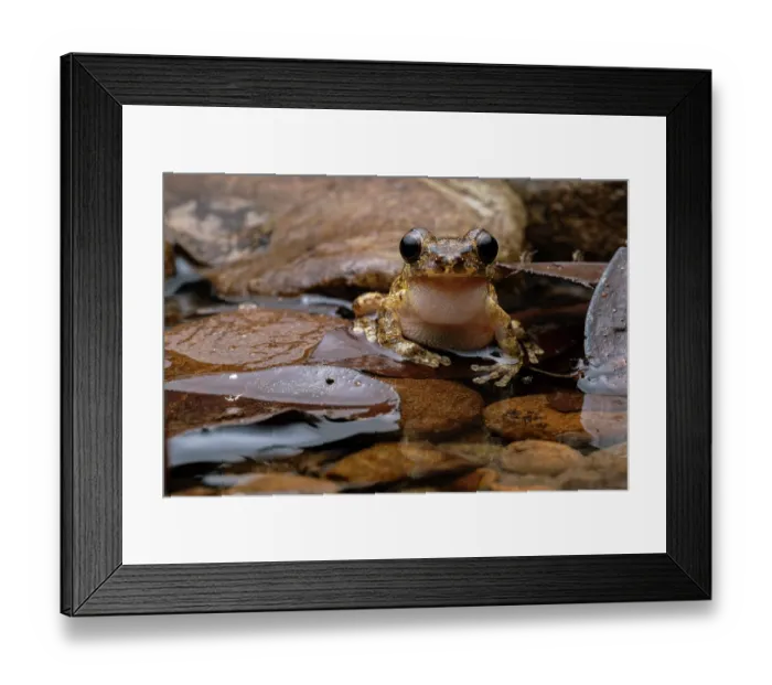 Framed Print : Tree frog (Smilisca sp.) male, sitting in shallow water, calling, Osa Peninsula, Costa Rica