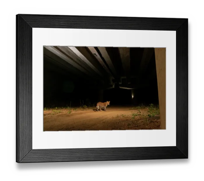 Framed Print : Indian leopard (Panthera pardus fusca) using the underpass of National Highway NH-44, the longest national highway in India, seen here passing through Pench Tiger Reserve