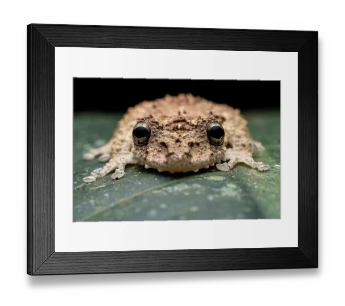Framed Print : Boulenger's snouted tree frog (Scinax boulengeri) portrait, Osa Peninsula, Costa Rica. Focus stacked image Framed Print : Boulenger's snouted tree frog (Scinax boulengeri) portrait, Osa Peninsula, Costa Rica. Focus stacked image