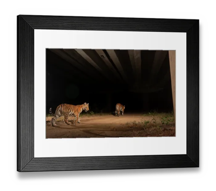 Framed Print : Bengal tigers (Panthera tigris), cub folllowing mother using the underpass of National Highway NH-44, the longest national highway in India