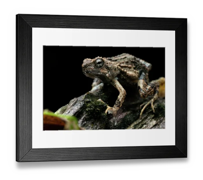 Framed Print : Tungara frog (Engystomops pustulosus) portrait, Osa Peninsula, Costa Rica Framed Print : Tungara frog (Engystomops pustulosus) portrait, Osa Peninsula, Costa Rica