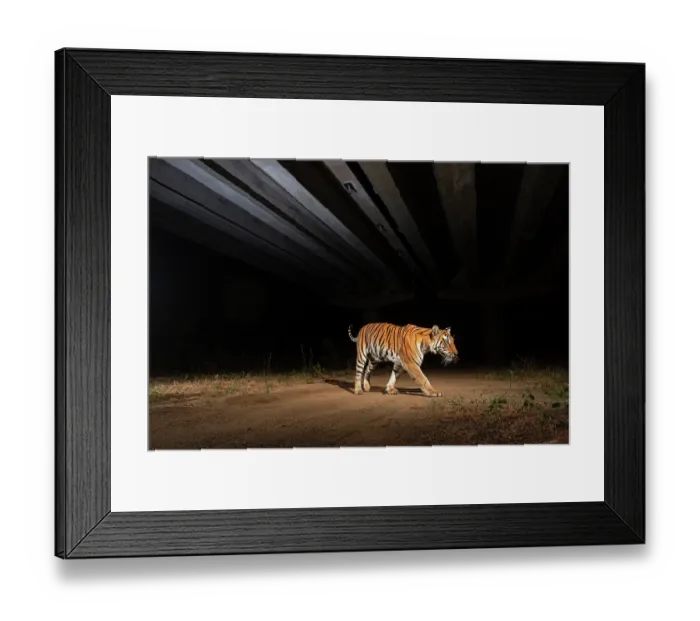 Framed Print : Bengal tiger (Panthera tigris) using the underpass of National Highway NH-44, the longest national highway in India, seen here passing through Pench Tiger Reserve, Madhya Pradesh Framed Print : Bengal tiger (Panthera tigris) using the underpass of National Highway NH-44, the longest national highway in India, seen here passing through Pench Tiger Reserve, Madhya Pradesh
