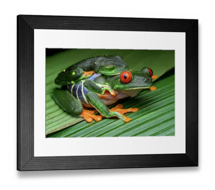 Framed Print : Red-eyed tree frogs (Agalychnis callidryas) pair in amplexus, Limon, Costa Rica. Focus stacked image Framed Print : Red-eyed tree frogs (Agalychnis callidryas) pair in amplexus, Limon, Costa Rica. Focus stacked image
