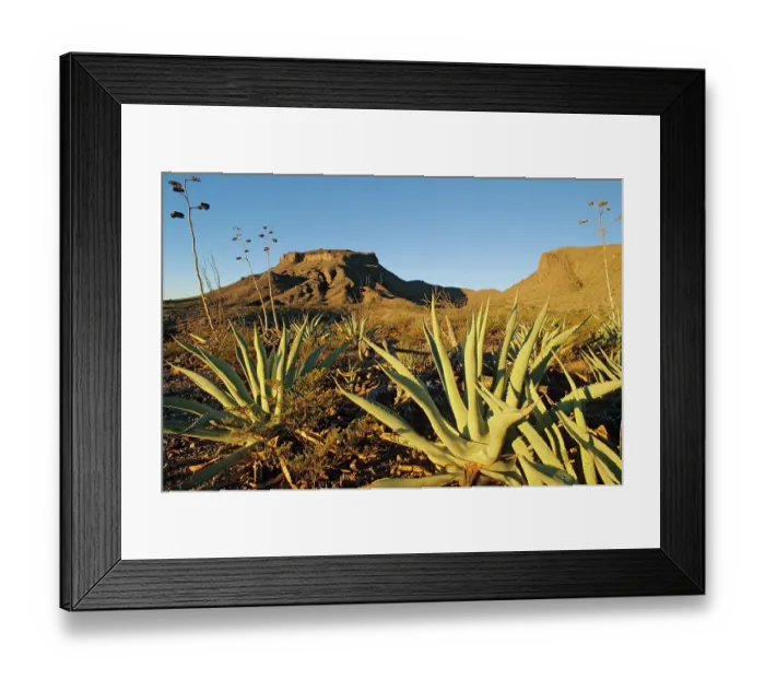 Framed Print : Rough agave (Agave asperrima) in the Chihuahuan desert, Mapimi Biosphere Reserve, northern Mexico Framed Print : Rough agave (Agave asperrima) in the Chihuahuan desert, Mapimi Biosphere Reserve, northern Mexico