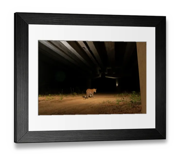 Framed Print : Indian leopard (Panthera pardus fusca) using the underpass of National Highway NH-44, the longest national highway in India, seen here passing through Pench Tiger Reserve Framed Print : Indian leopard (Panthera pardus fusca) using the underpass of National Highway NH-44, the longest national highway in India, seen here passing through Pench Tiger Reserve