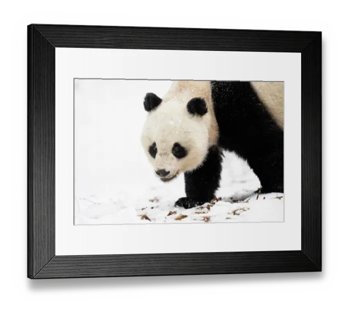 Framed Print : Giant panda (Ailuropoda melanoleuc) female, walking over snow, Giant Panda National Park, Sichuan, China. March, 2024 Framed Print : Giant panda (Ailuropoda melanoleuc) female, walking over snow, Giant Panda National Park, Sichuan, China. March, 2024
