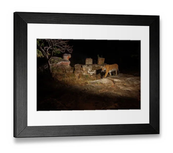Framed Print : Tiger (Panthera tigris) female, walking past monolithic statue of a tortoise, believed to be reincarnation of God Vishu, approximately 1000 years old Framed Print : Tiger (Panthera tigris) female, walking past monolithic statue of a tortoise, believed to be reincarnation of God Vishu, approximately 1000 years old