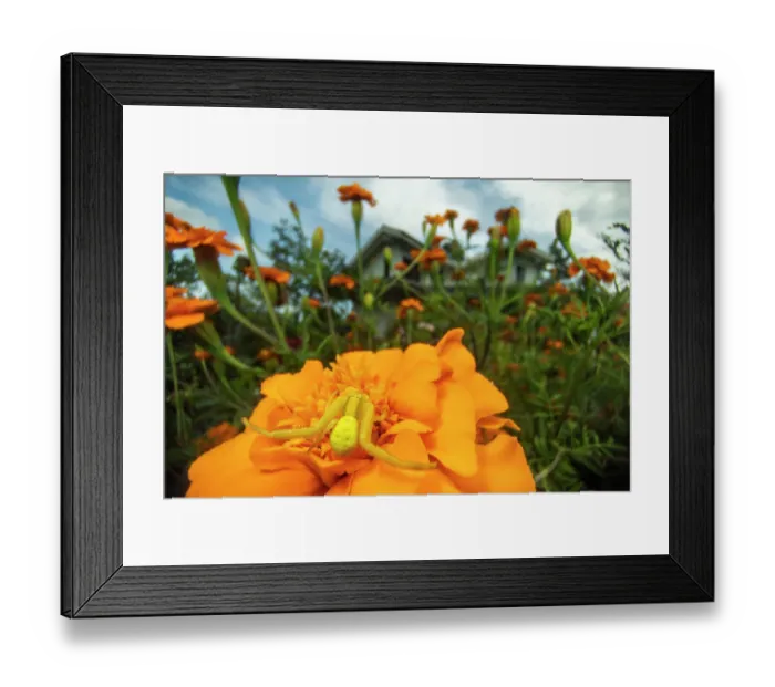 Framed Print : Goldenrod crabspider (Misumena vatia) resting on flower in urban garden, Lucerne, Switzerland. September Framed Print : Goldenrod crabspider (Misumena vatia) resting on flower in urban garden, Lucerne, Switzerland. September