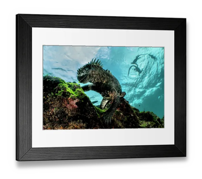 Framed Print : Marine iguana (Amblyrhynchus cristatus) feeding on green algae on seabed, with more iguanas on the surface behind, Cape Douglas, Fernandina Island, Galapagos Islands Framed Print : Marine iguana (Amblyrhynchus cristatus) feeding on green algae on seabed, with more iguanas on the surface behind, Cape Douglas, Fernandina Island, Galapagos Islands