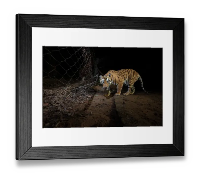 Framed Print : Tiger (Panthera tigris) male, stopping to sniff the trail before crossing a wire fence separating core area to buffer area, Bandhavgarh Tiger Reserve, Madhya Pradesh, India Framed Print : Tiger (Panthera tigris) male, stopping to sniff the trail before crossing a wire fence separating core area to buffer area, Bandhavgarh Tiger Reserve, Madhya Pradesh, India