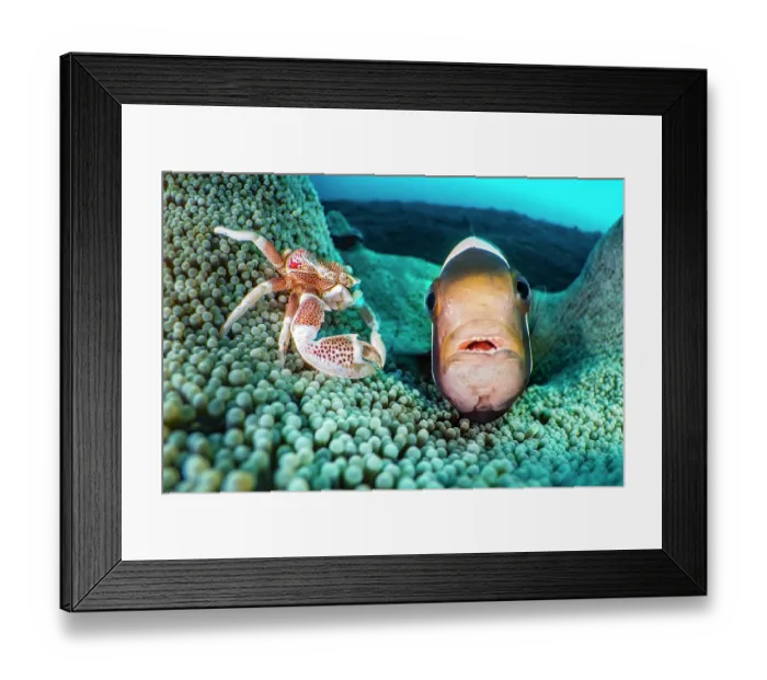 Framed Print : Saddleback anemonefish (Amphiprion polymnus) and a Spotted porcelain crab (Neopetrolisthes maculatus) living together in an anemone Framed Print : Saddleback anemonefish (Amphiprion polymnus) and a Spotted porcelain crab (Neopetrolisthes maculatus) living together in an anemone