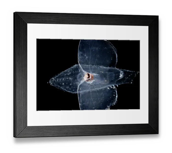 Framed Print : Sea butterfly (Cymbulia peronii) portrait, a pelagic sea snail which instead of an external calcareous shell, it has a pseudoconch made of conchioline, a cartilaginous tissue Framed Print : Sea butterfly (Cymbulia peronii) portrait, a pelagic sea snail which instead of an external calcareous shell, it has a pseudoconch made of conchioline, a cartilaginous tissue