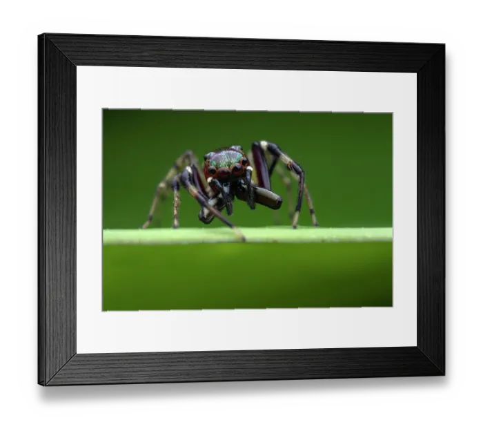 Framed Print : Jumping spider (Sidusa unicolor) male, portrait, Osa Peninsula, Costa Rica Framed Print : Jumping spider (Sidusa unicolor) male, portrait, Osa Peninsula, Costa Rica