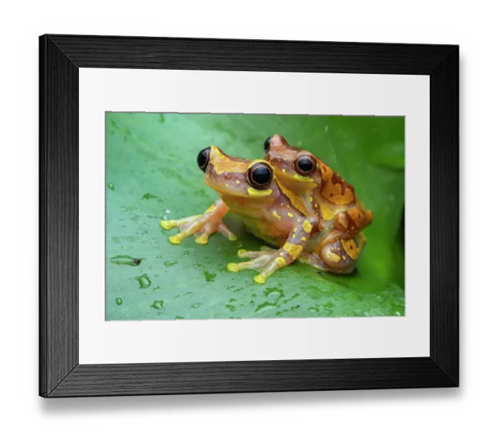 Framed Print : Hourglass tree frogs (Dendropsophus ebraccatuus) pair in amplexus, Limon, Costa Rica. Focus stacked image Framed Print : Hourglass tree frogs (Dendropsophus ebraccatuus) pair in amplexus, Limon, Costa Rica. Focus stacked image