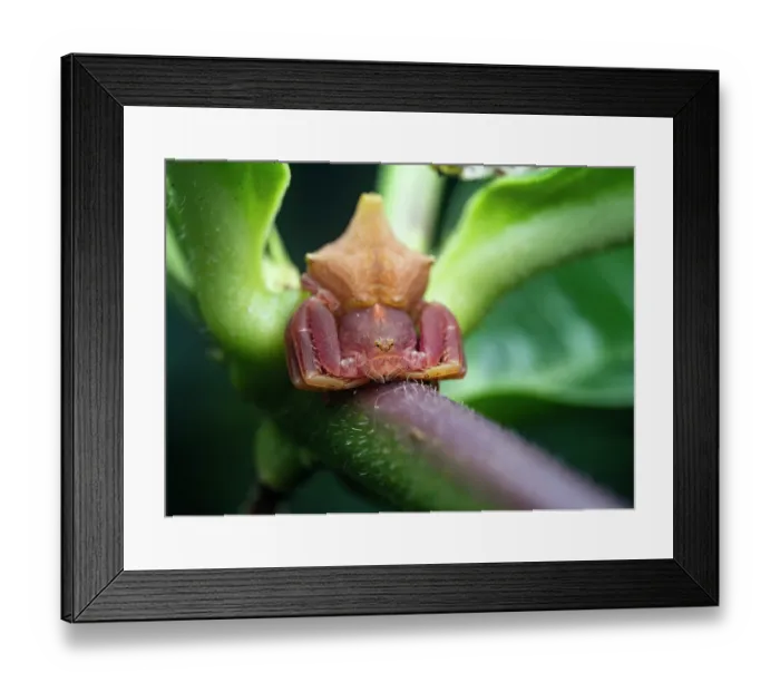 Framed Print : Crab spider (Epicadus sp.) female, resting on plant stem, Tinamaste, Costa Rica