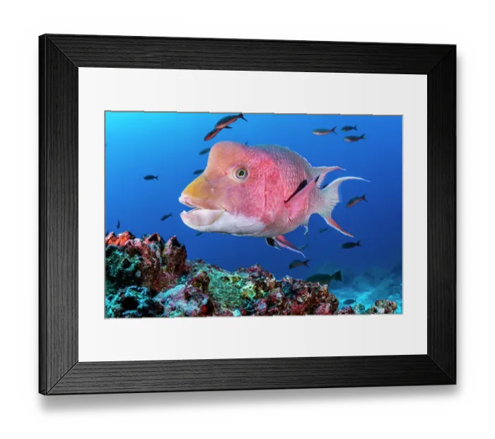 Framed Print : Mexican hogfish (Bodianus diplotaenia) male, with Pacific creolefish (Paranthias colonus) behind, swimming over reef, Darwin Island, Galapagos Island, Pacific Ocean Framed Print : Mexican hogfish (Bodianus diplotaenia) male, with Pacific creolefish (Paranthias colonus) behind, swimming over reef, Darwin Island, Galapagos Island, Pacific Ocean