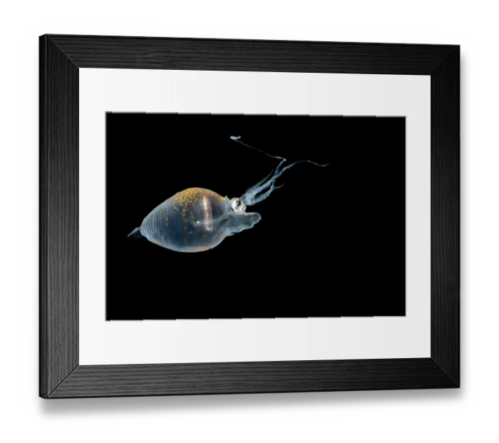 Framed Print : Piglet squid (Helicocranchia sp.) portrait Framed Print : Piglet squid (Helicocranchia sp.) portrait